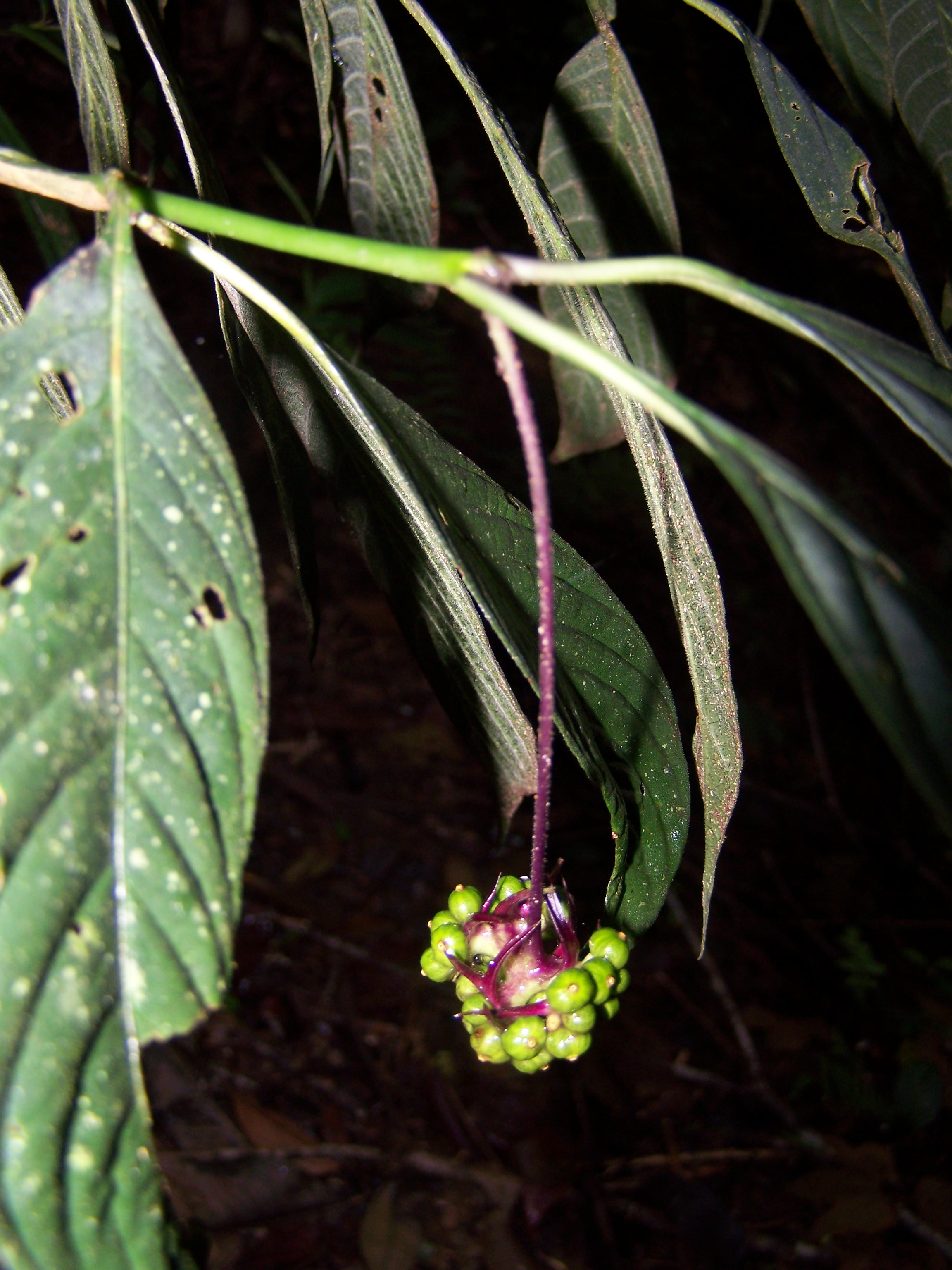 Palicourea amorimii (foto: Jomar Jardim)