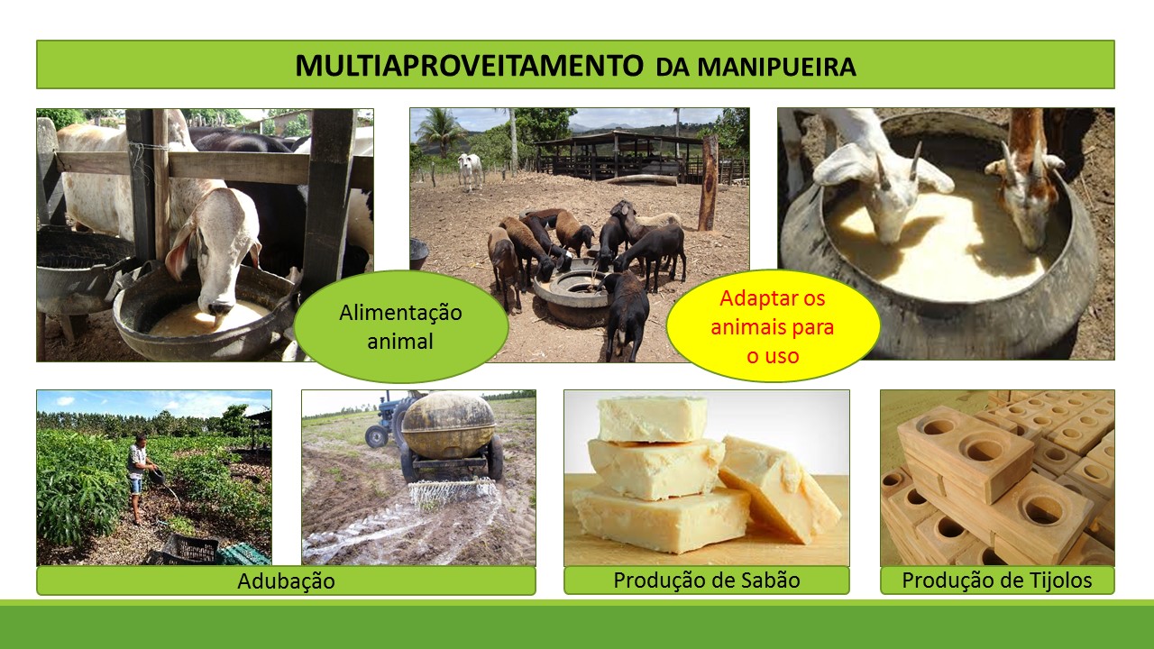 Possibilidade de novos produtos com o multiaproveitamento da manipueira