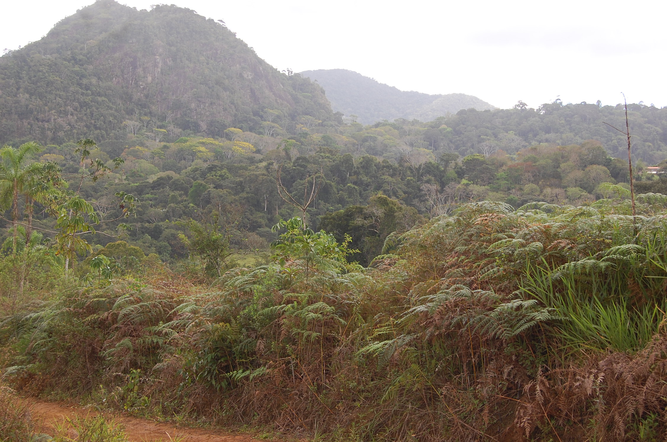 Anomochloa habitat 2