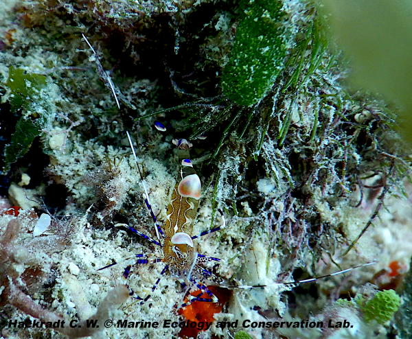 Camrão palhaço Periclimenes yucatanicus