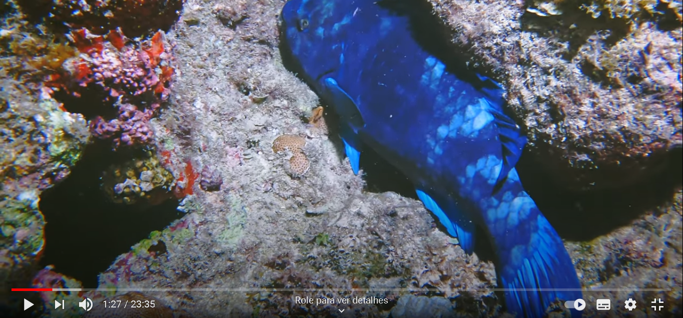 documentario a odisseia dos budioes